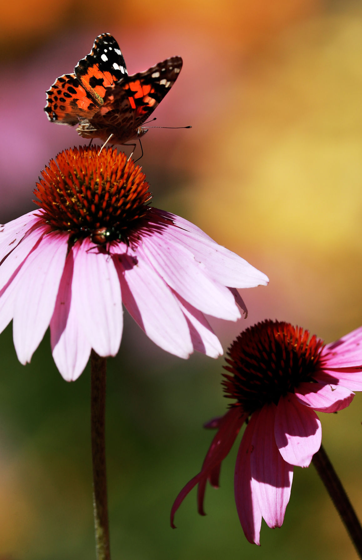 072719_StolleyGarden015_bjs.JPG